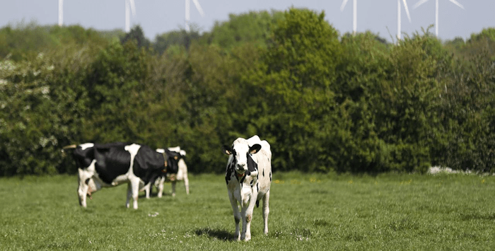 Vaches 06 04 2019